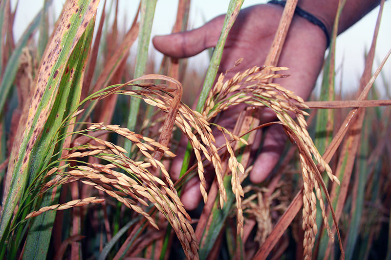 இயற்கை விஞ்ஞானி நம்மாழ்வார்